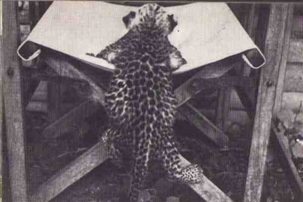 Пятнистый сфинкс. Пиппа бросает вызов (с иллюстрациями) - i_044.jpg