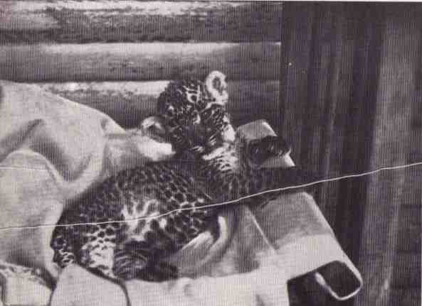 Пятнистый сфинкс. Пиппа бросает вызов (с иллюстрациями) - i_045.jpg