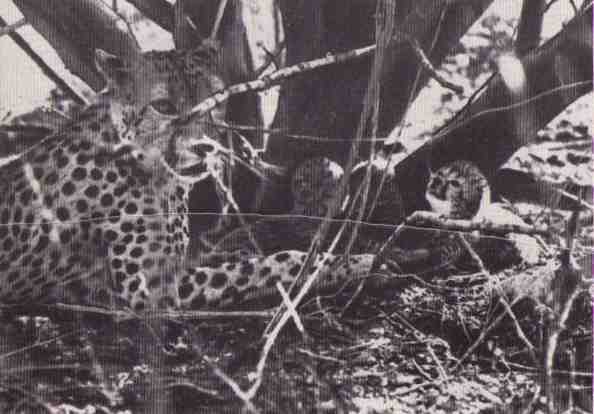 Пятнистый сфинкс. Пиппа бросает вызов (с иллюстрациями) - i_048.jpg