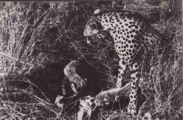 Пятнистый сфинкс. Пиппа бросает вызов (с иллюстрациями) - i_053.jpg