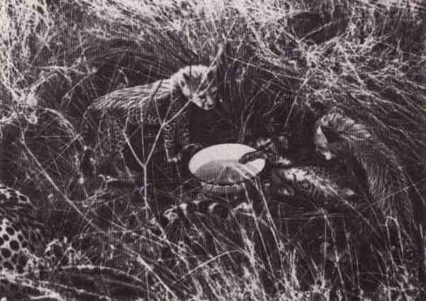 Пятнистый сфинкс. Пиппа бросает вызов (с иллюстрациями) - i_054.jpg