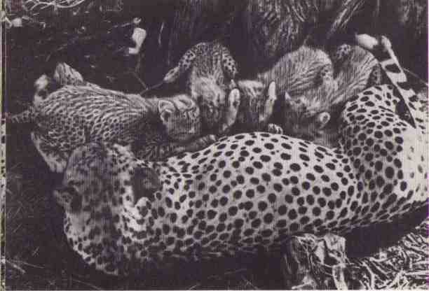 Пятнистый сфинкс. Пиппа бросает вызов (с иллюстрациями) - i_056.jpg