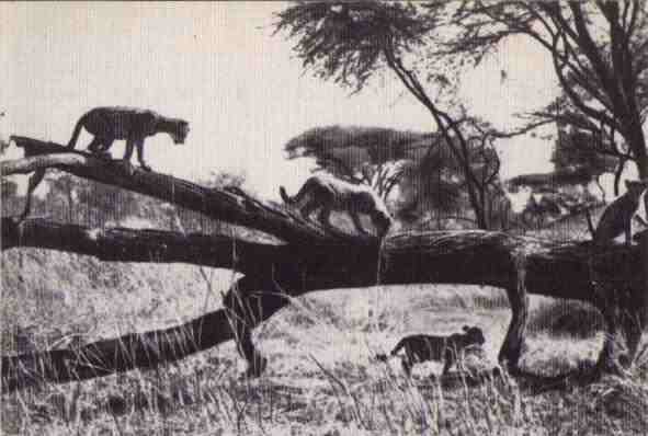 Пятнистый сфинкс. Пиппа бросает вызов (с иллюстрациями) - i_057.jpg