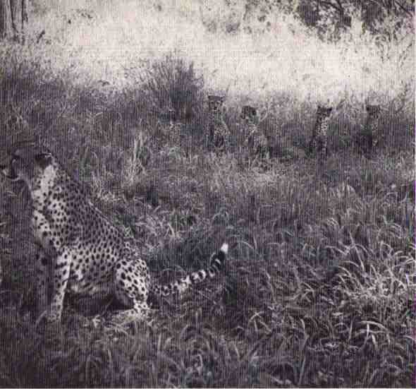 Пятнистый сфинкс. Пиппа бросает вызов (с иллюстрациями) - i_059.jpg