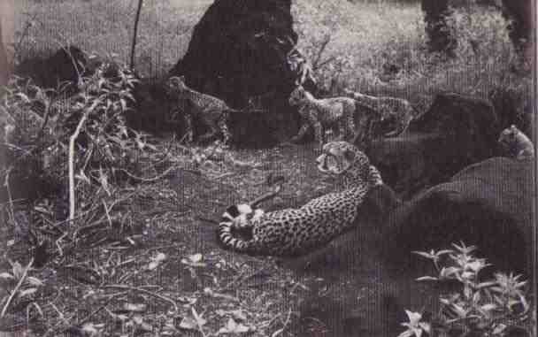 Пятнистый сфинкс. Пиппа бросает вызов (с иллюстрациями) - i_063.jpg