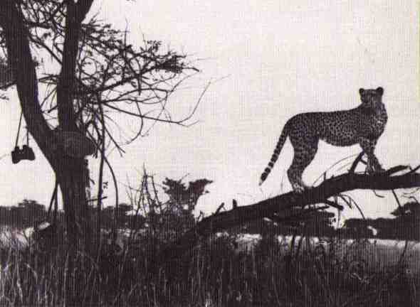 Пятнистый сфинкс. Пиппа бросает вызов (с иллюстрациями) - i_068.jpg