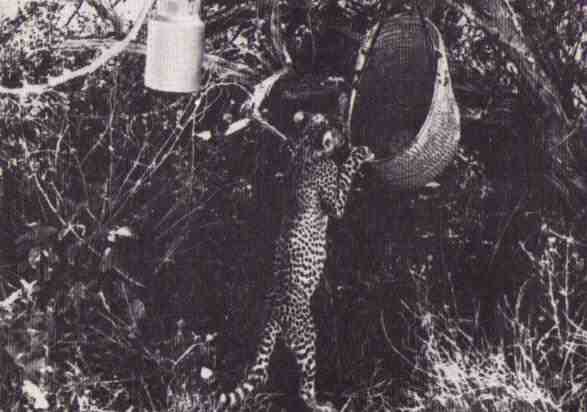 Пятнистый сфинкс. Пиппа бросает вызов (с иллюстрациями) - i_070.jpg