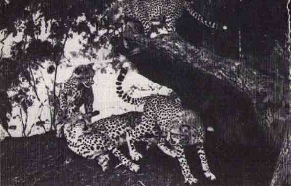 Пятнистый сфинкс. Пиппа бросает вызов (с иллюстрациями) - i_073.jpg