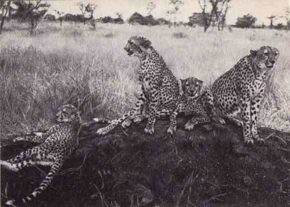 Пятнистый сфинкс. Пиппа бросает вызов (с иллюстрациями) - i_078.jpg