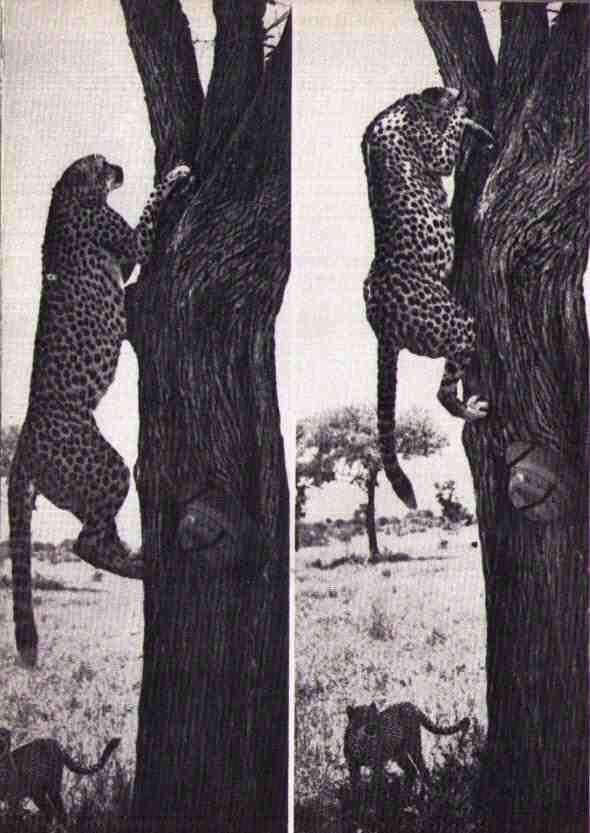 Пятнистый сфинкс. Пиппа бросает вызов (с иллюстрациями) - i_080.jpg