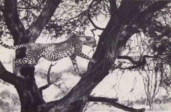 Пятнистый сфинкс. Пиппа бросает вызов (с иллюстрациями) - i_082.jpg