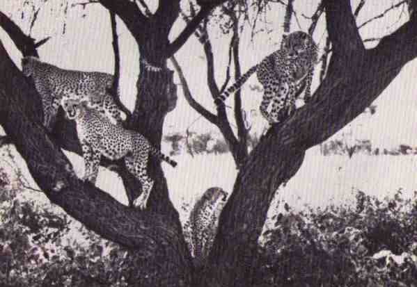 Пятнистый сфинкс. Пиппа бросает вызов (с иллюстрациями) - i_083.jpg