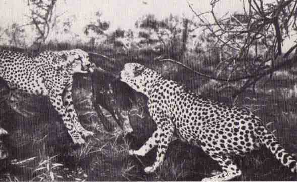 Пятнистый сфинкс. Пиппа бросает вызов (с иллюстрациями) - i_089.jpg