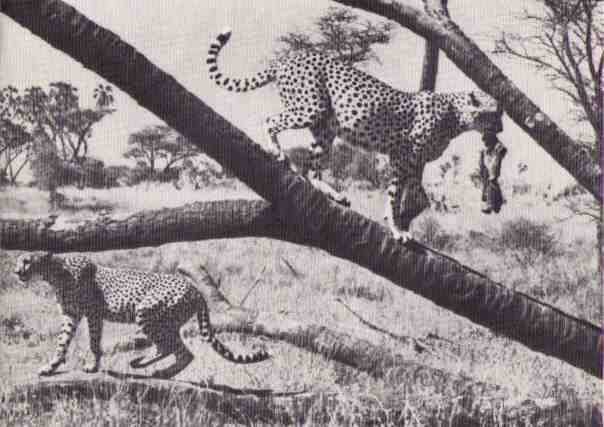 Пятнистый сфинкс. Пиппа бросает вызов (с иллюстрациями) - i_092.jpg