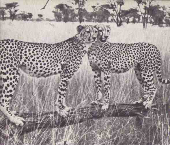 Пятнистый сфинкс. Пиппа бросает вызов (с иллюстрациями) - i_095.jpg