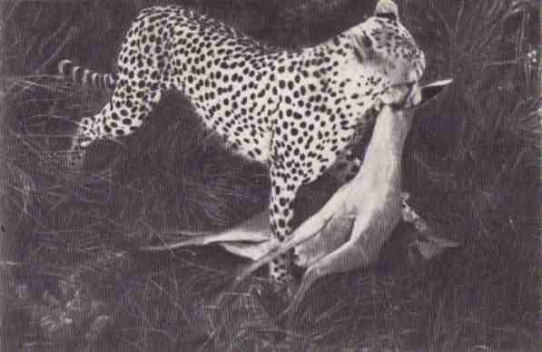 Пятнистый сфинкс. Пиппа бросает вызов (с иллюстрациями) - i_096.jpg