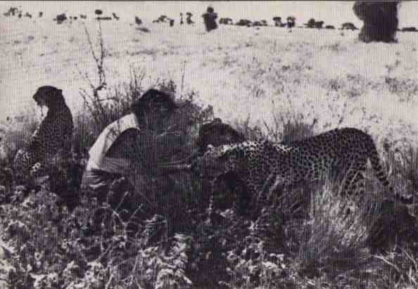 Пятнистый сфинкс. Пиппа бросает вызов (с иллюстрациями) - i_098.jpg