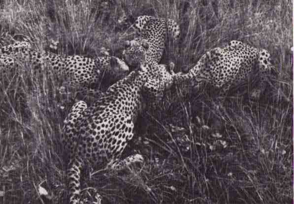 Пятнистый сфинкс. Пиппа бросает вызов (с иллюстрациями) - i_099.jpg