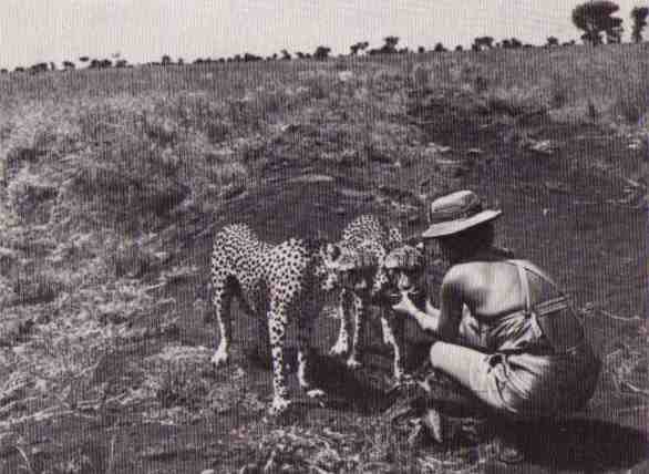 Пятнистый сфинкс. Пиппа бросает вызов (с иллюстрациями) - i_101.jpg