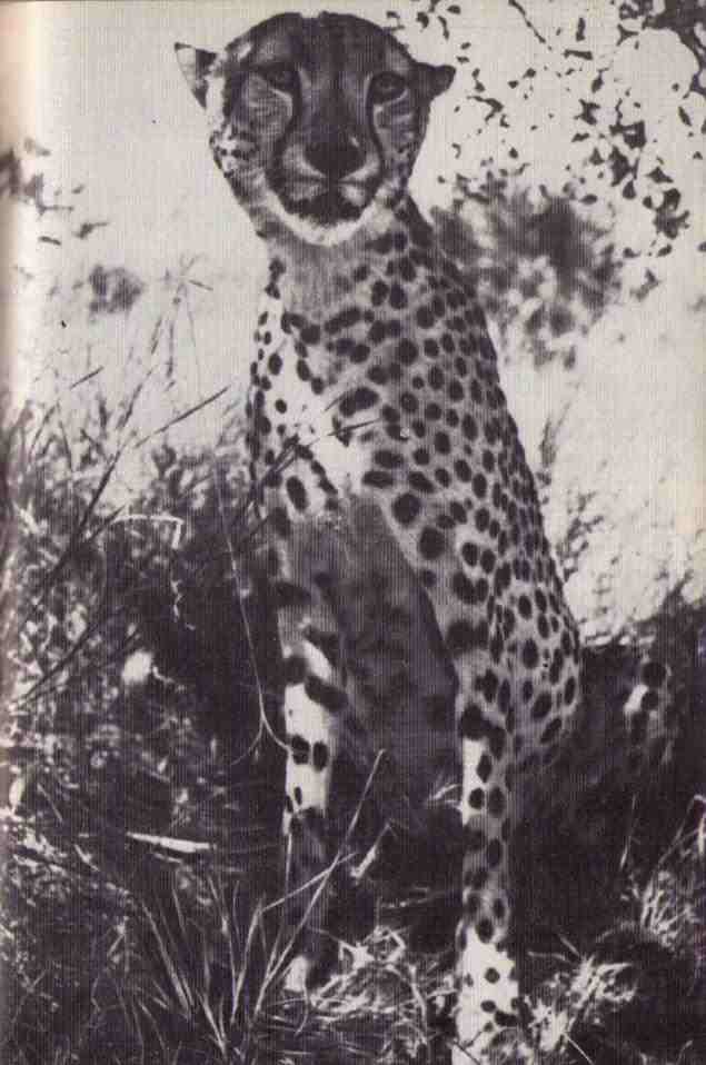 Пятнистый сфинкс. Пиппа бросает вызов (с иллюстрациями) - i_103.jpg