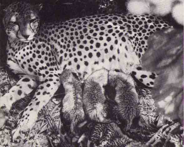 Пятнистый сфинкс. Пиппа бросает вызов (с иллюстрациями) - i_105.jpg