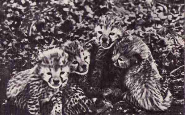 Пятнистый сфинкс. Пиппа бросает вызов (с иллюстрациями) - i_107.jpg