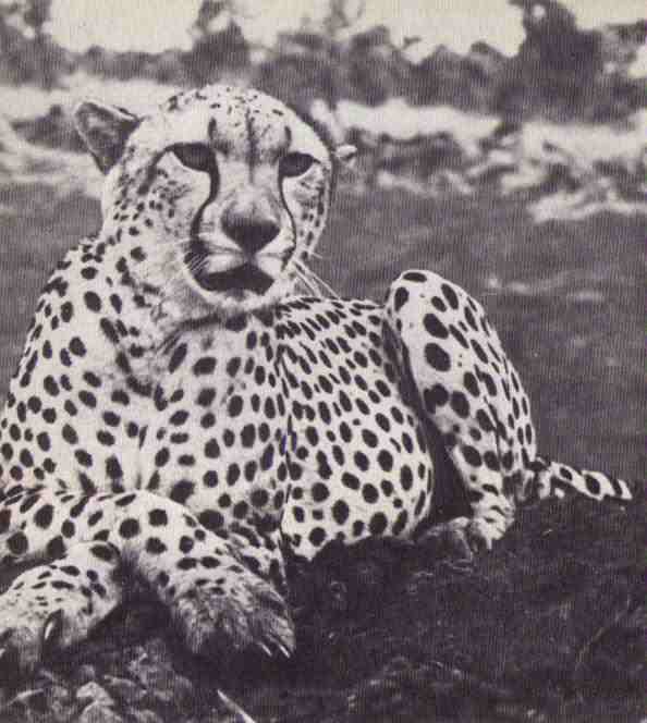 Пятнистый сфинкс. Пиппа бросает вызов (с иллюстрациями) - i_108.jpg