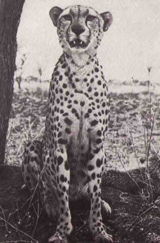 Пятнистый сфинкс. Пиппа бросает вызов (с иллюстрациями) - i_109.jpg