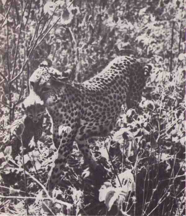 Пятнистый сфинкс. Пиппа бросает вызов (с иллюстрациями) - i_110.jpg