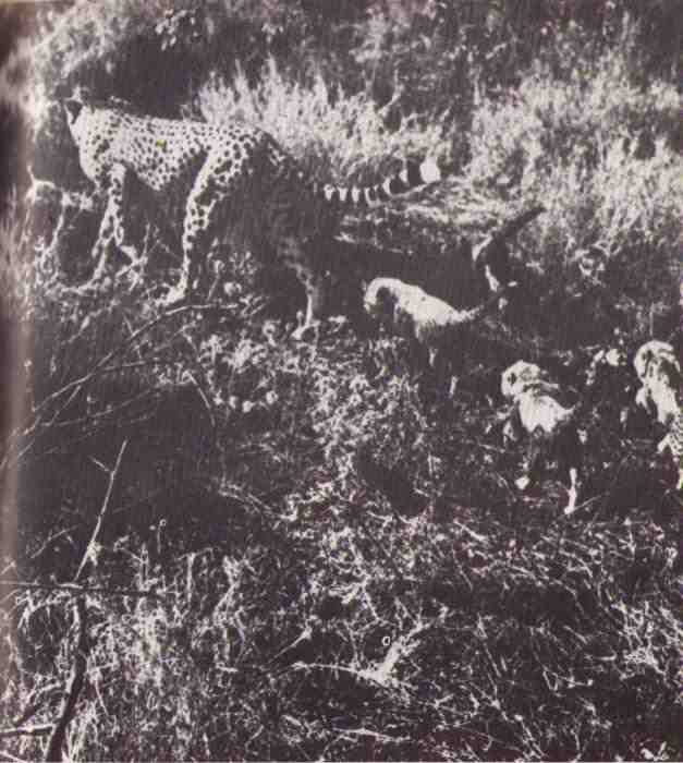 Пятнистый сфинкс. Пиппа бросает вызов (с иллюстрациями) - i_111.jpg