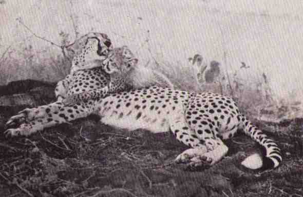 Пятнистый сфинкс. Пиппа бросает вызов (с иллюстрациями) - i_113.jpg