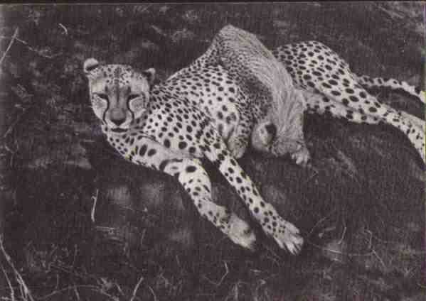 Пятнистый сфинкс. Пиппа бросает вызов (с иллюстрациями) - i_114.jpg