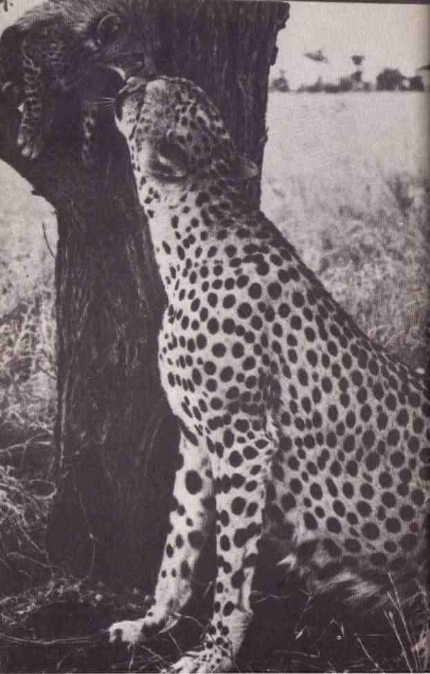 Пятнистый сфинкс. Пиппа бросает вызов (с иллюстрациями) - i_116.jpg