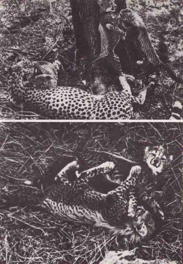 Пятнистый сфинкс. Пиппа бросает вызов (с иллюстрациями) - i_117.jpg