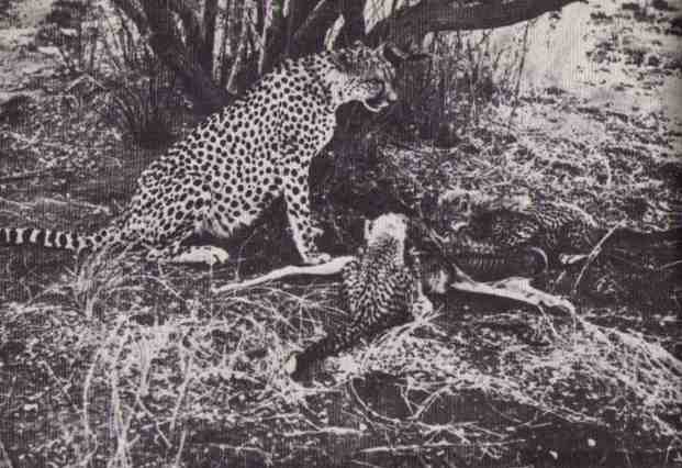 Пятнистый сфинкс. Пиппа бросает вызов (с иллюстрациями) - i_118.jpg