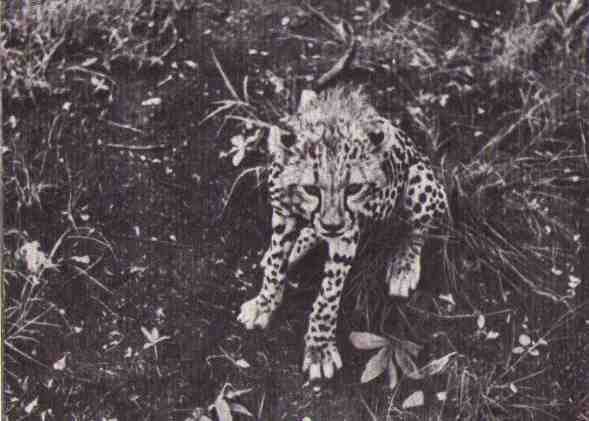 Пятнистый сфинкс. Пиппа бросает вызов (с иллюстрациями) - i_119.jpg