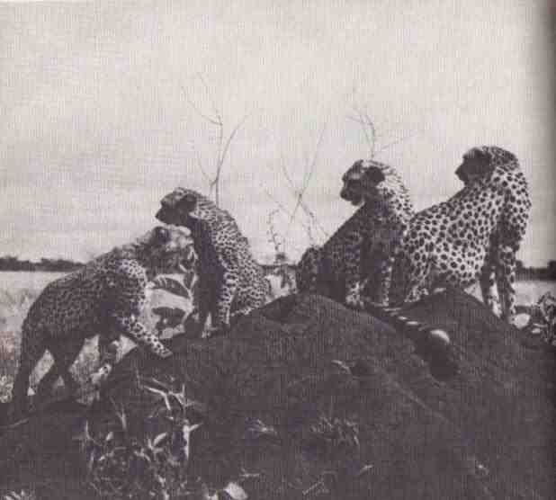 Пятнистый сфинкс. Пиппа бросает вызов (с иллюстрациями) - i_122.jpg