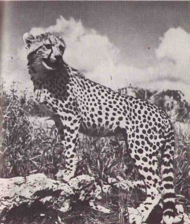 Пятнистый сфинкс. Пиппа бросает вызов (с иллюстрациями) - i_123.jpg