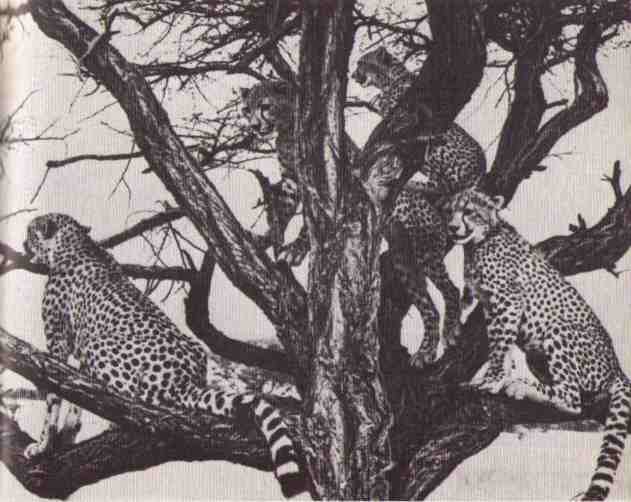 Пятнистый сфинкс. Пиппа бросает вызов (с иллюстрациями) - i_125.jpg