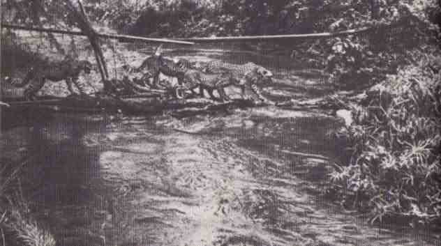 Пятнистый сфинкс. Пиппа бросает вызов (с иллюстрациями) - i_126.jpg