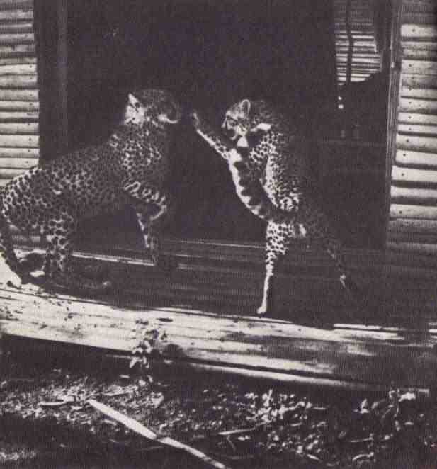 Пятнистый сфинкс. Пиппа бросает вызов (с иллюстрациями) - i_129.jpg