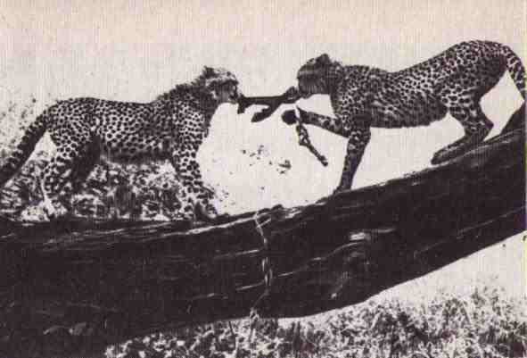 Пятнистый сфинкс. Пиппа бросает вызов (с иллюстрациями) - i_130.jpg