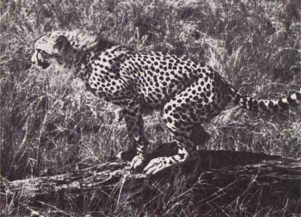 Пятнистый сфинкс. Пиппа бросает вызов (с иллюстрациями) - i_131.jpg