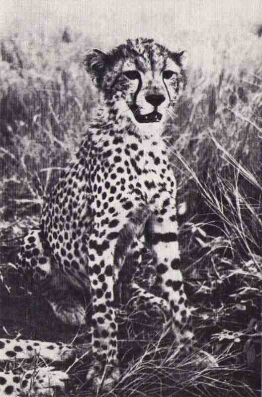 Пятнистый сфинкс. Пиппа бросает вызов (с иллюстрациями) - i_132.jpg