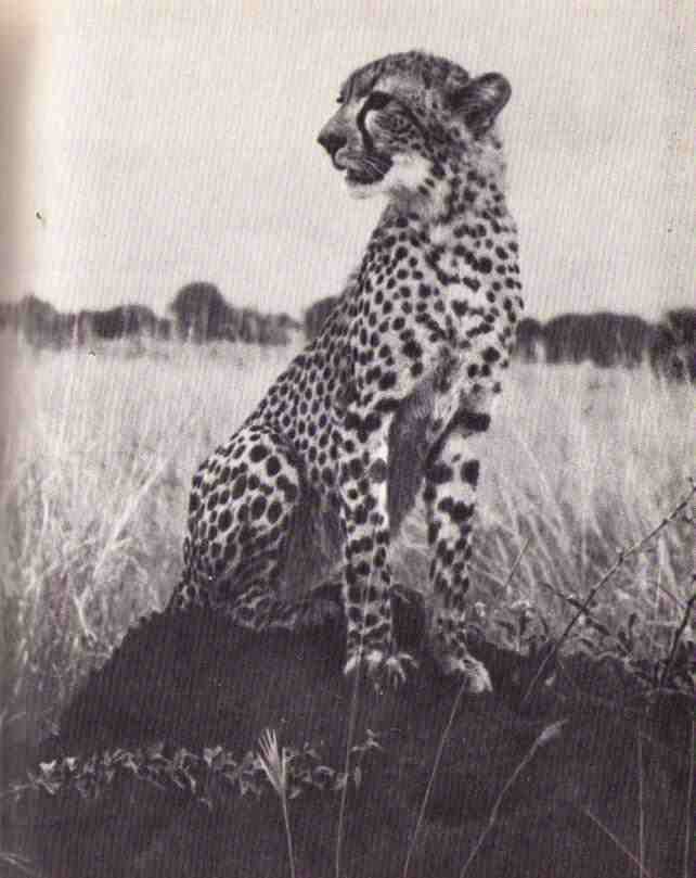 Пятнистый сфинкс. Пиппа бросает вызов (с иллюстрациями) - i_133.jpg