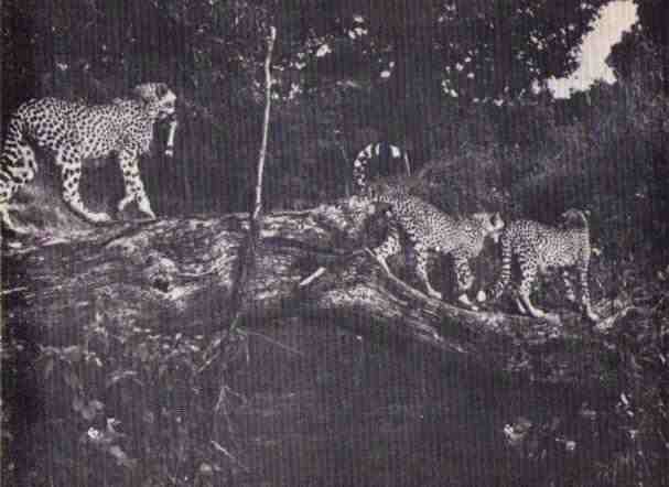 Пятнистый сфинкс. Пиппа бросает вызов (с иллюстрациями) - i_136.jpg