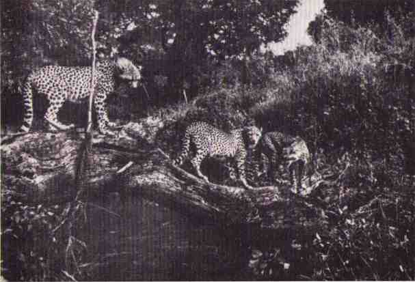 Пятнистый сфинкс. Пиппа бросает вызов (с иллюстрациями) - i_137.jpg