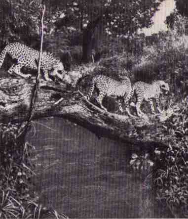 Пятнистый сфинкс. Пиппа бросает вызов (с иллюстрациями) - i_138.jpg