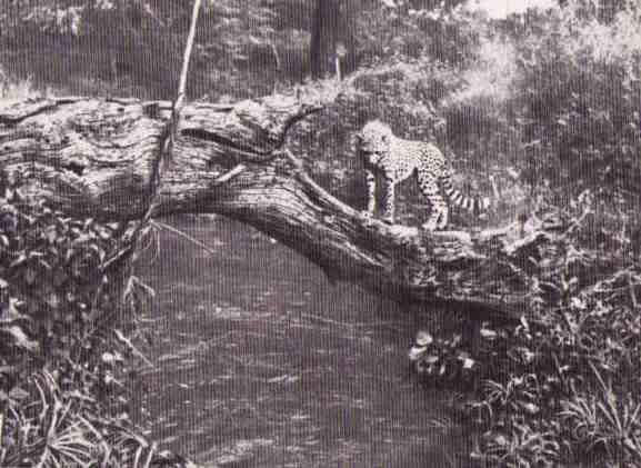 Пятнистый сфинкс. Пиппа бросает вызов (с иллюстрациями) - i_139.jpg