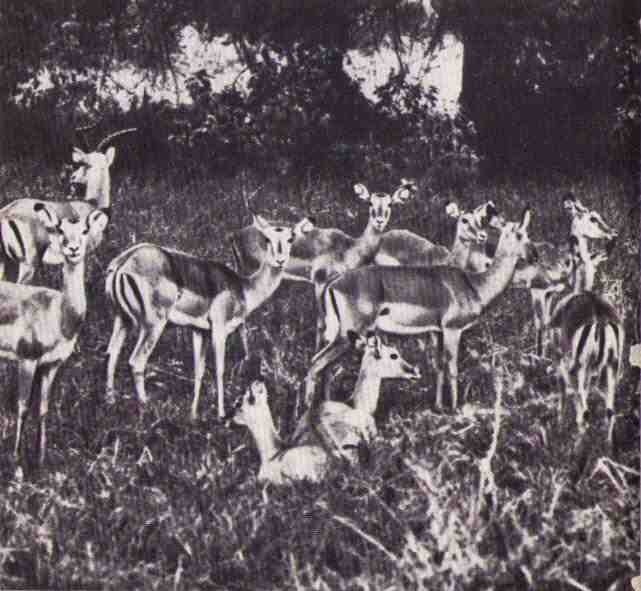 Пятнистый сфинкс. Пиппа бросает вызов (с иллюстрациями) - i_140.jpg